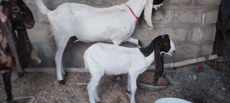 pure nasal k ajrak kamori and pateri male kid 4