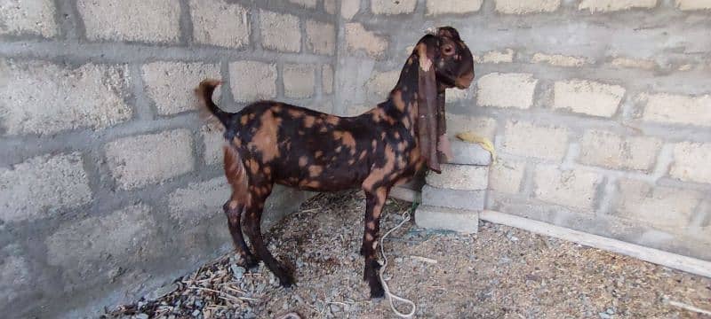 pure nasal k ajrak kamori and pateri male kid 5