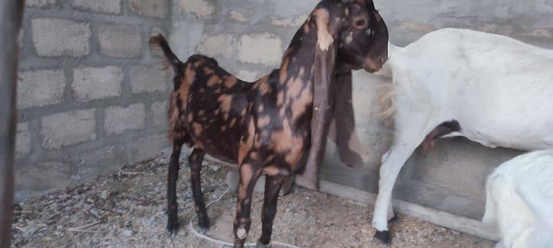 pure nasal k ajrak kamori and pateri male kid 6