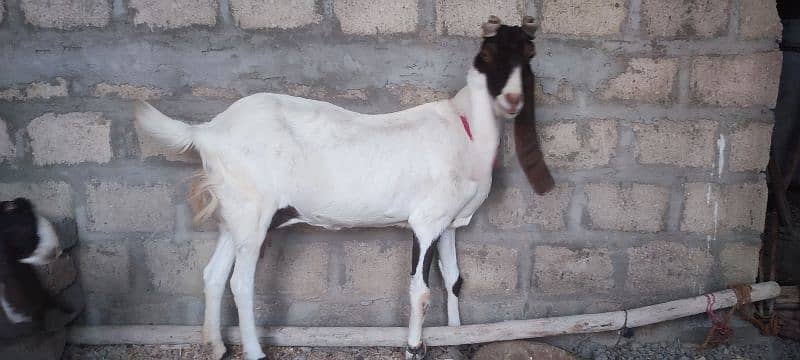 pure nasal k ajrak kamori and pateri male kid 7