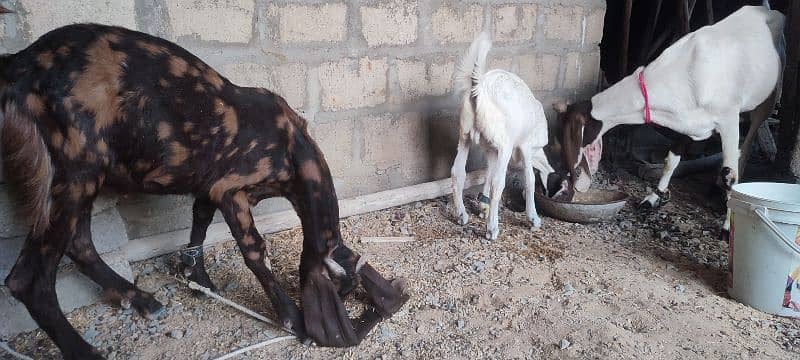 pure nasal k ajrak kamori and pateri male kid 8