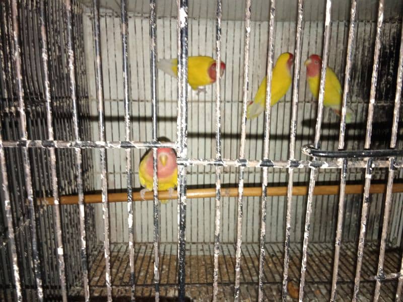 albino split and common lutino and raw breeder pair ha sb 0