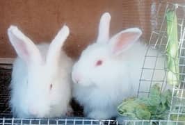 Rabbits