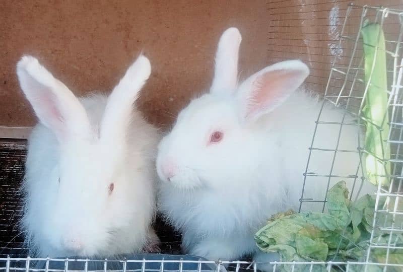 Rabbits Sale 0