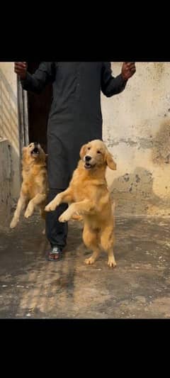 Golden retriever female puppies available for farm house's