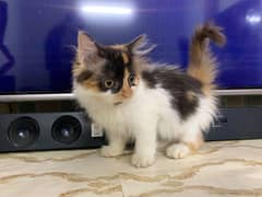 pure Persian kitten female colico color triple long coat to much nice