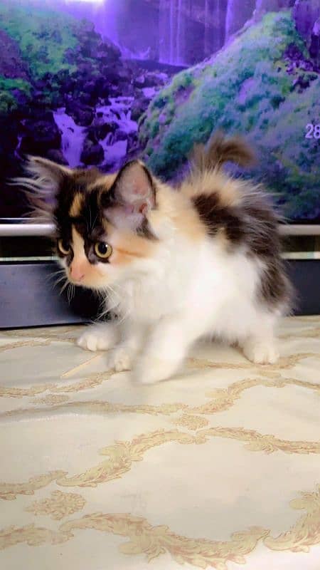 pure Persian kitten female colico color triple long coat to much nice 1