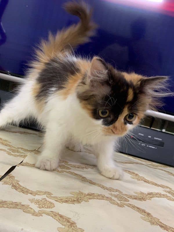 pure Persian kitten female colico color triple long coat to much nice 5