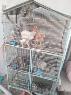 cage for sale