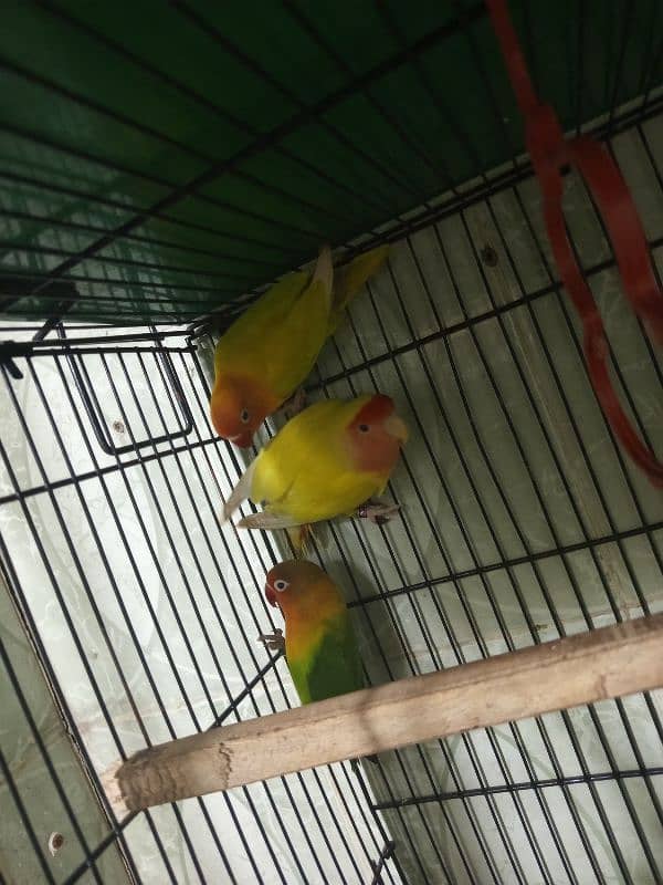 love bird breeder 0