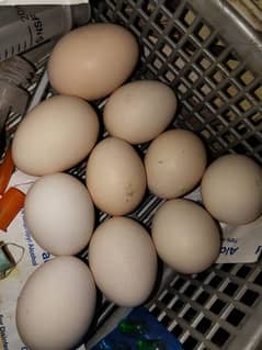 Bantam, Asterlok, Aseel eggs