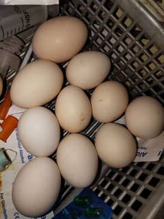 Bantam Male, Female & eggs