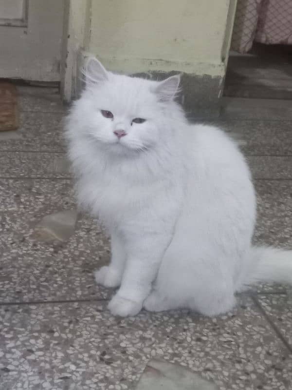 Persian Cat full white 0