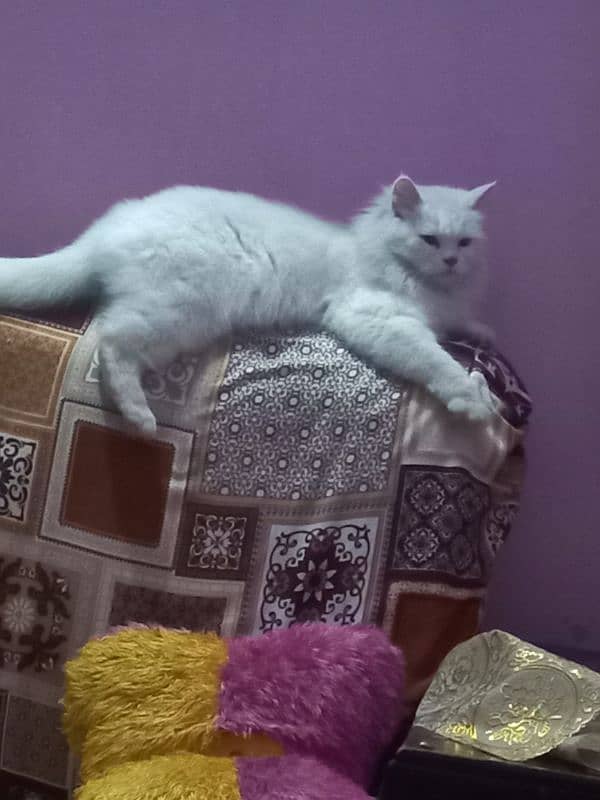 Persian Cat full white 1