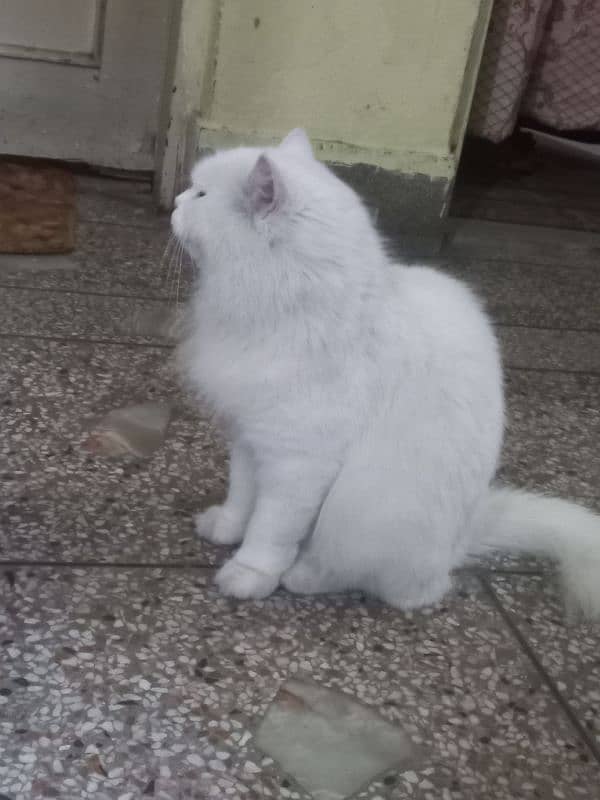 Persian Cat full white 3