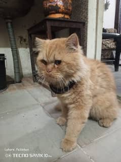 Persian cat for sale Male