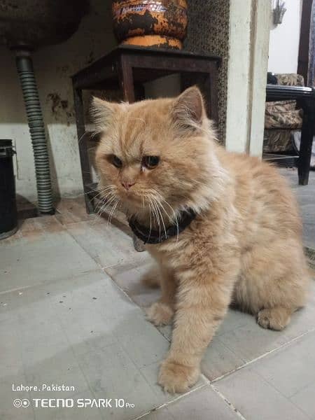 Persian cat for sale Male 0