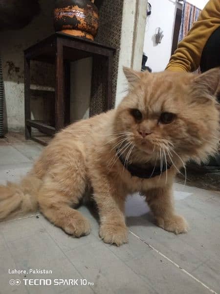 Persian cat for sale Male 1