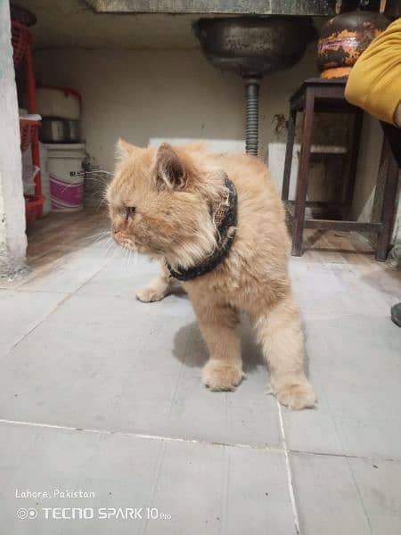 Persian cat for sale Male 2