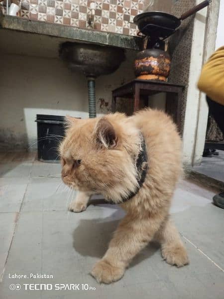 Persian cat for sale Male 3