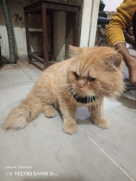 Persian cat for sale Male 4