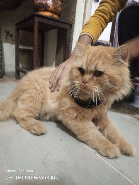 Persian cat for sale Male 5