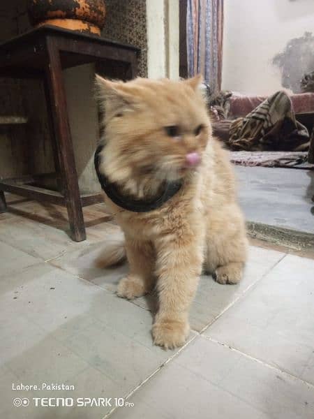 Persian cat for sale Male 6