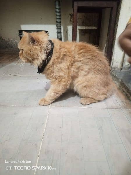 Persian cat for sale Male 7