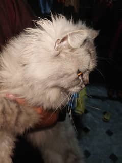 persian cat triple core female