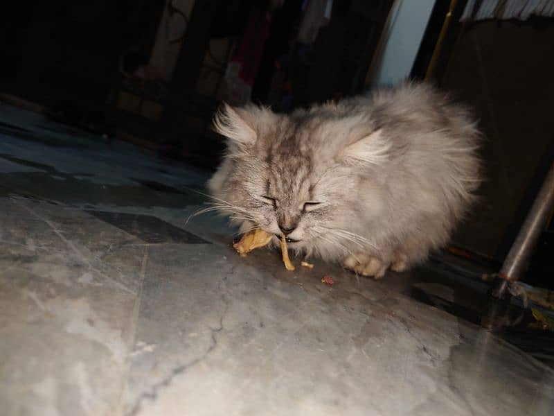 persian cat triple core female 2