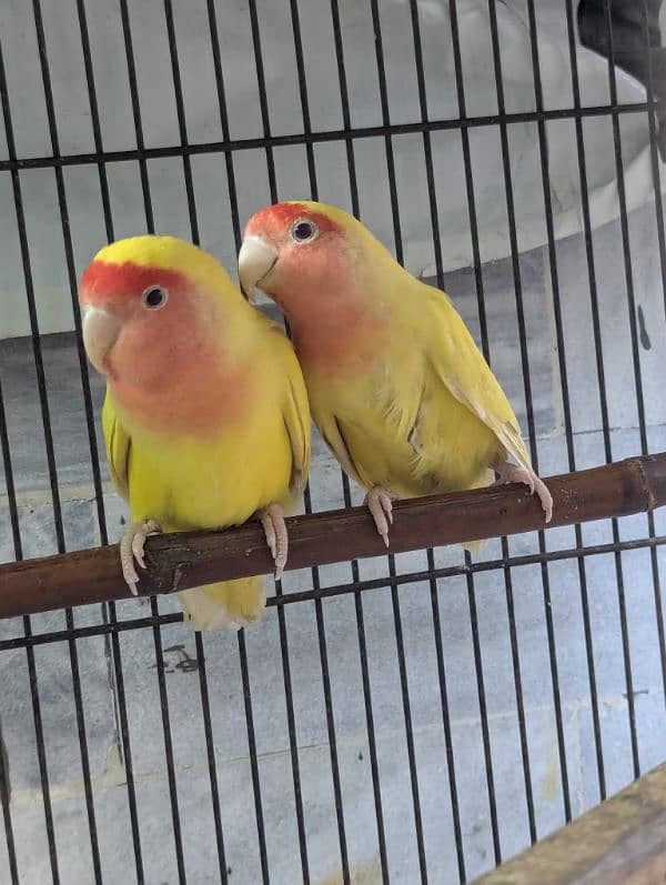 Love birds breeder pair , nail tail fly all okay 1