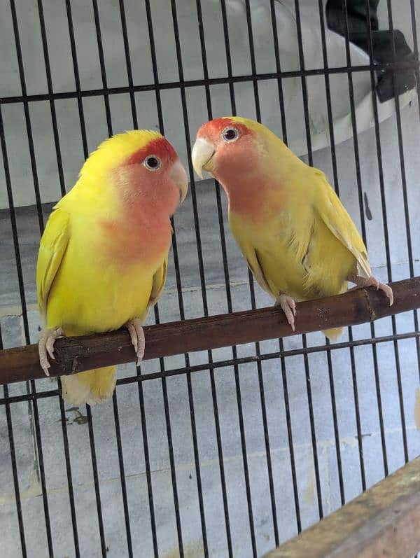 Love birds breeder pair , nail tail fly all okay 2