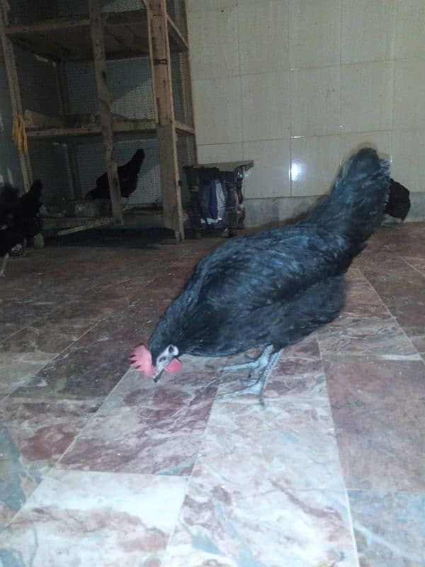 golden misri and australorp cross egg laying hens 0