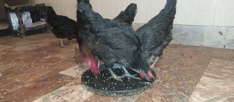 golden misri and australorp cross egg laying hens 1