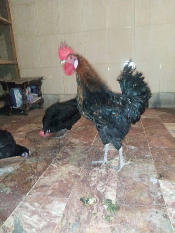 golden misri and australorp cross egg laying hens 2