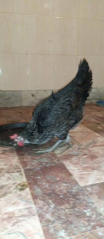 golden misri and australorp cross egg laying hens 3