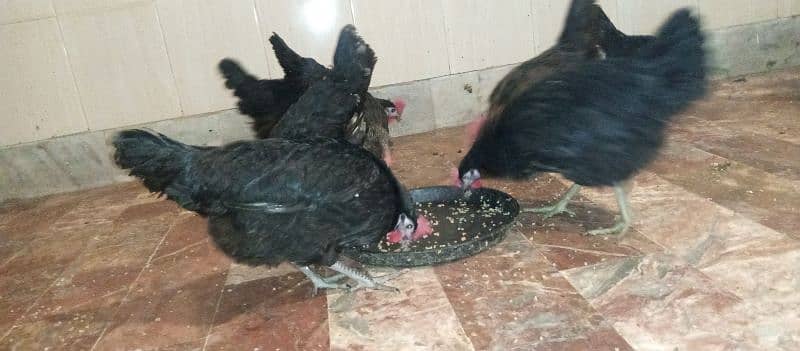 golden misri and australorp cross egg laying hens 4