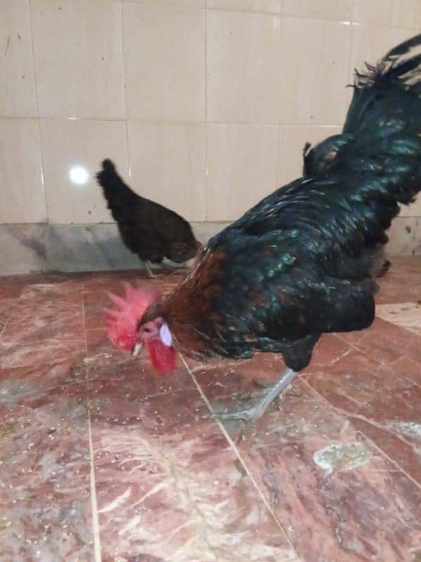 golden misri and australorp cross egg laying hens 5