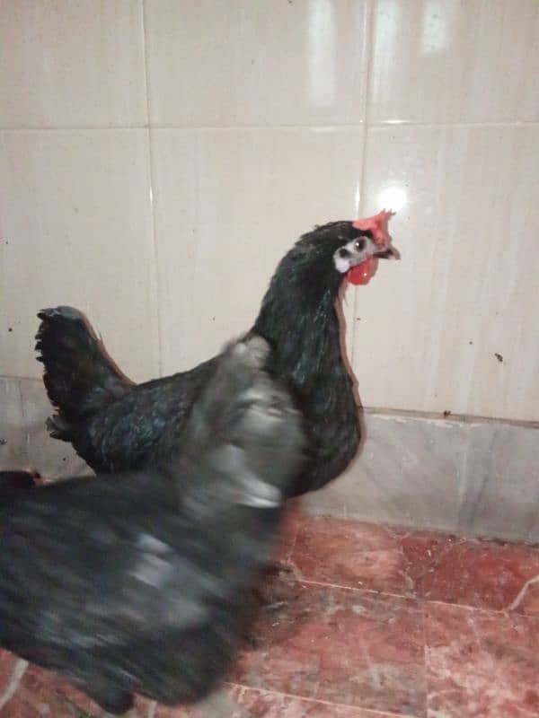 golden misri and australorp cross egg laying hens 6