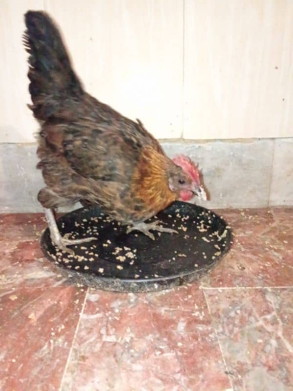 golden misri and australorp cross egg laying hens 7