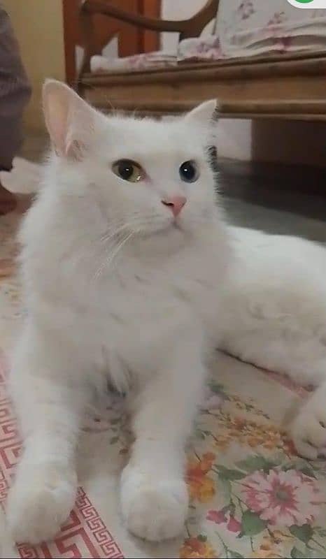 SEMI PUNCH FACE WHITE PERSIAN FEMALE CAT 0