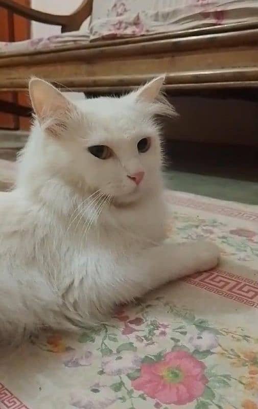 SEMI PUNCH FACE WHITE PERSIAN FEMALE CAT 2