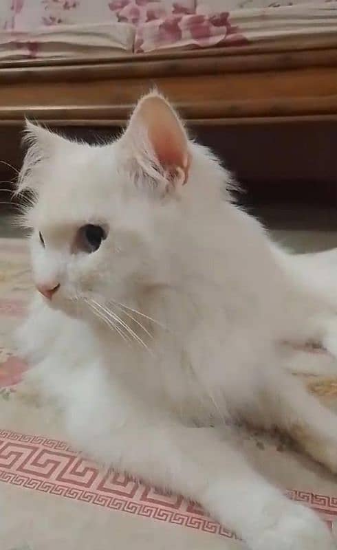 SEMI PUNCH FACE WHITE PERSIAN FEMALE CAT 3