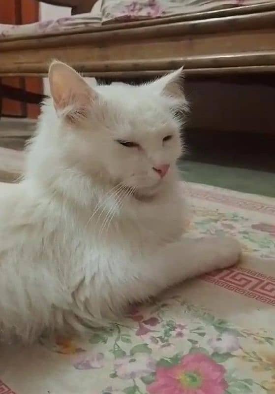 SEMI PUNCH FACE WHITE PERSIAN FEMALE CAT 4