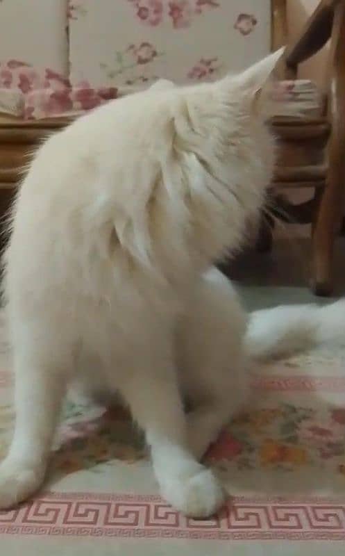 SEMI PUNCH FACE WHITE PERSIAN FEMALE CAT 5