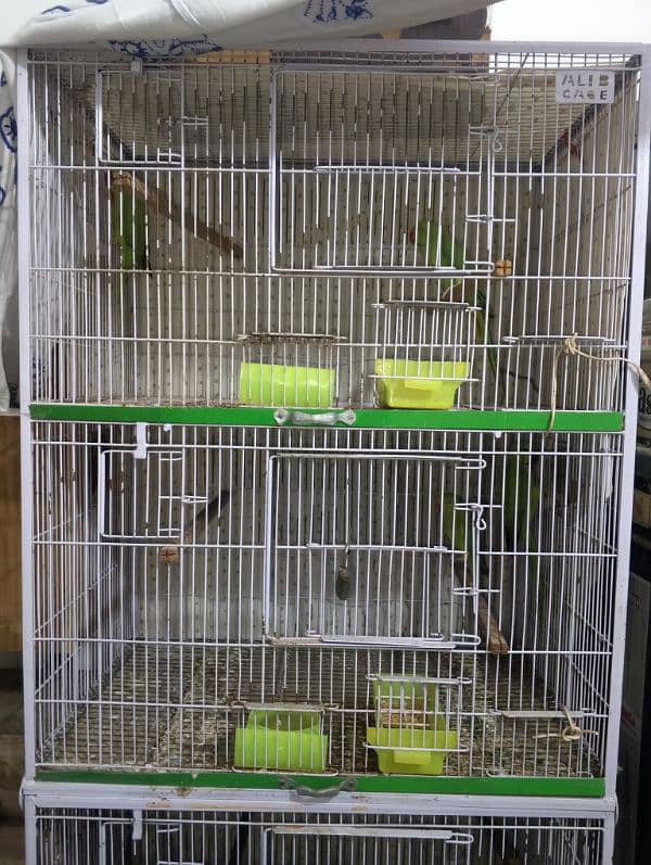 Birds With Cage Setup Green Parrots 1