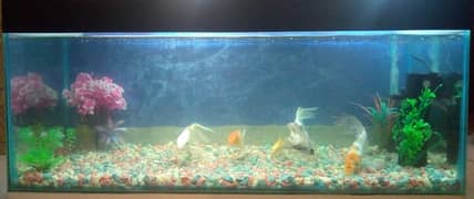 Imported Aquarium Fish Tank and Local 3 ft aquarium glass for sale