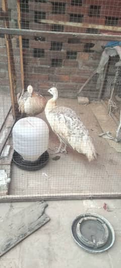 black shoulder peacocks pair