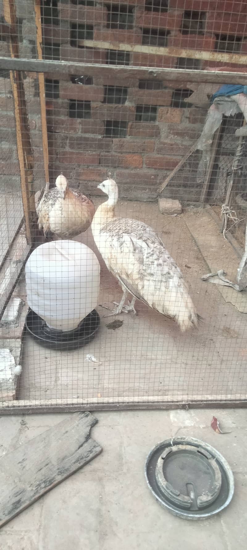 black shoulder peacocks pair 0