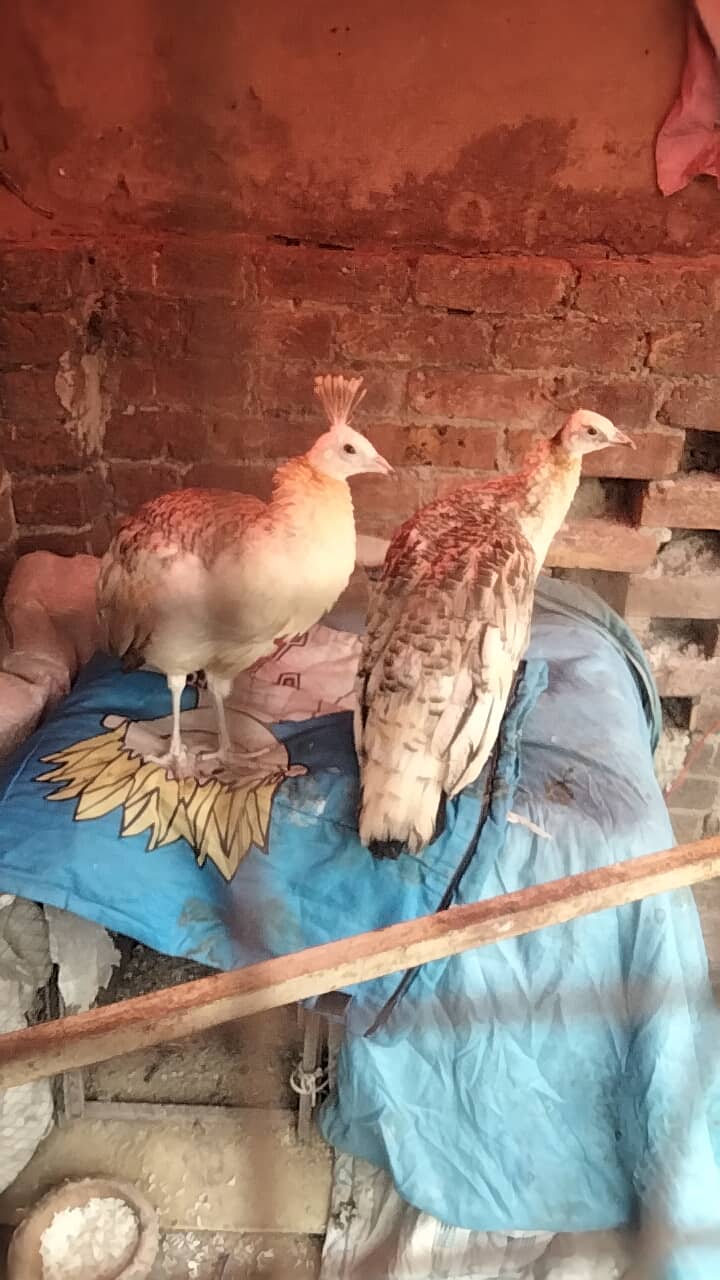 black shoulder peacocks pair 8